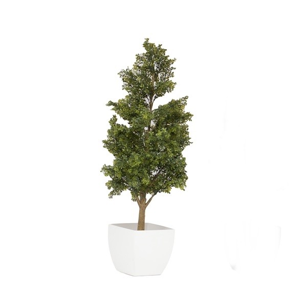 Decorative tree - Buxus